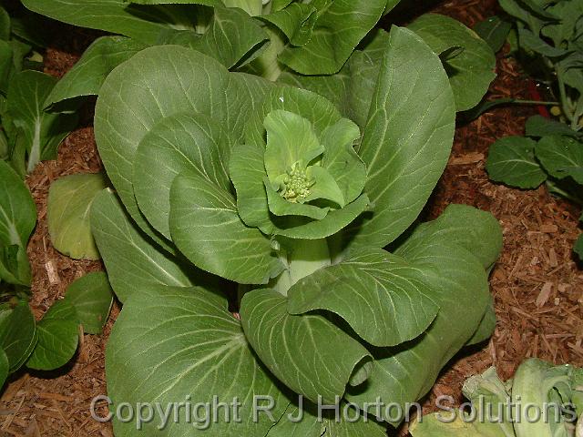 Chinese cabbage_3d